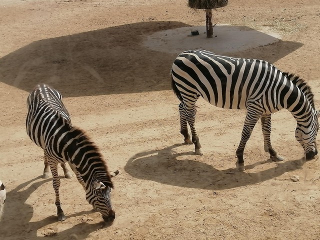 حديقة الحيوانات البحرين