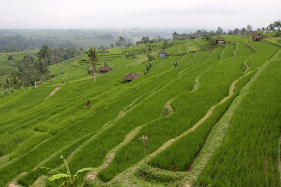 أفضل 4 أنشطة في مزارع الارز في بالي