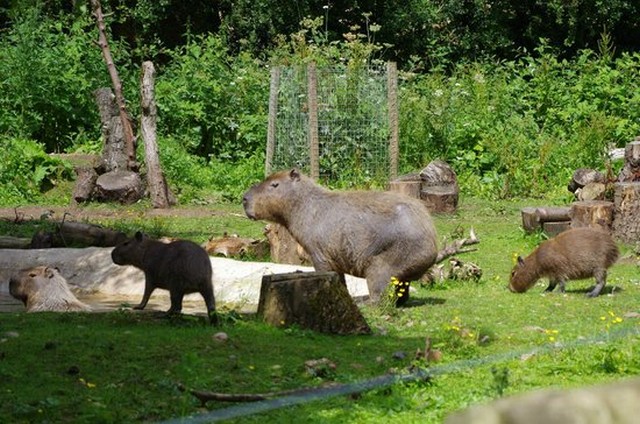 حديقة حيوان برمنغهام