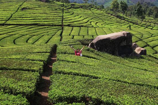 مزارع الشاي تشيبودي باندونق اندونيسيا