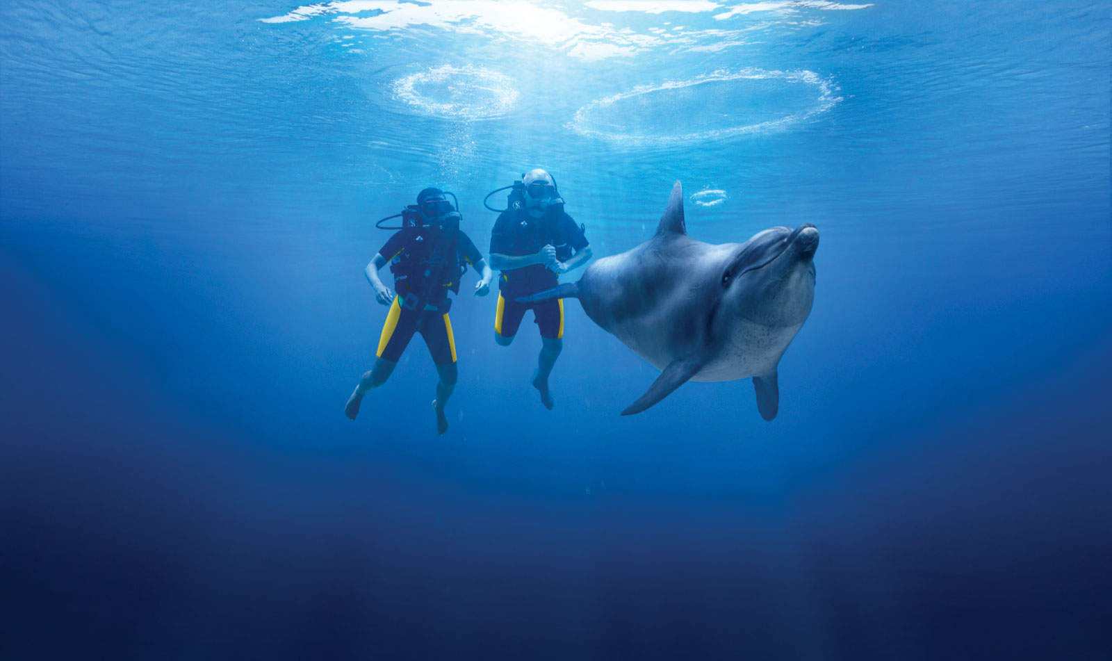 الغوص مع الدلافين في دبي سياحة يعد من اجمل الانشطة السياحية في دبي - مناظر دبي