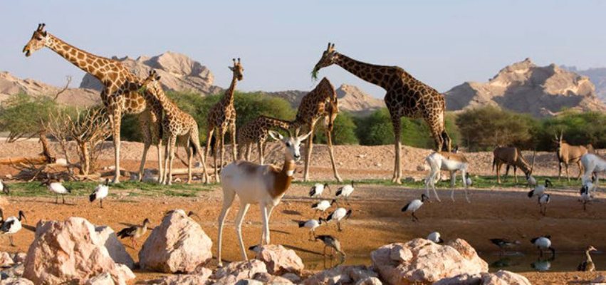 حديقة الحيوانات في دبي من اجمل الاماكن السياحية في دبي الامارات
