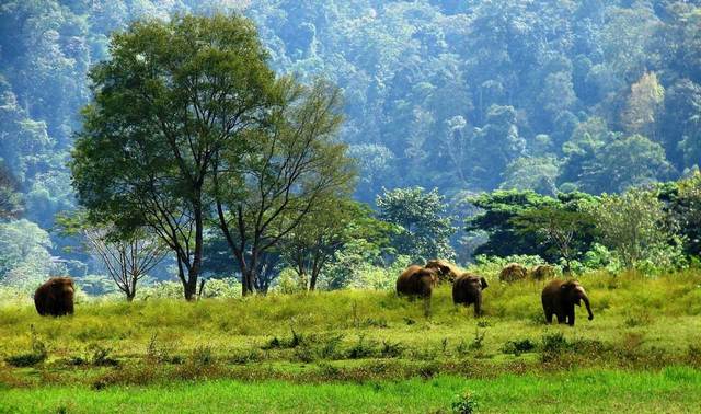 حديقة الفيلة شنغماي تايلاند