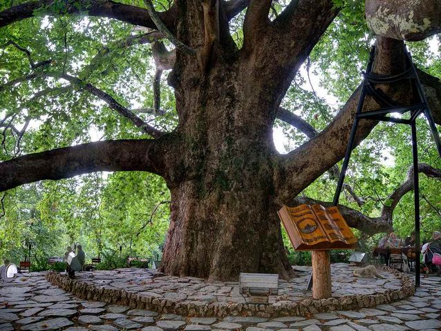 الشجرة التاريخية في بورصة من اهم معالم بورصة تركيا السياحية