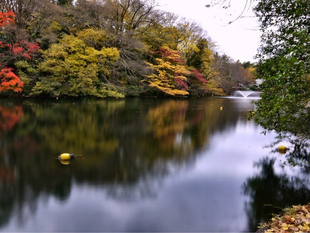 حديقة انوكاشيرا طوكيو