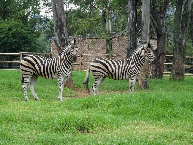 حديقة حيوان جوهانسبرج