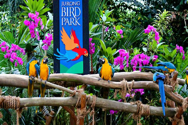 افضل 10 انشطة في منتزه يورونغ للطيور سنغافورة