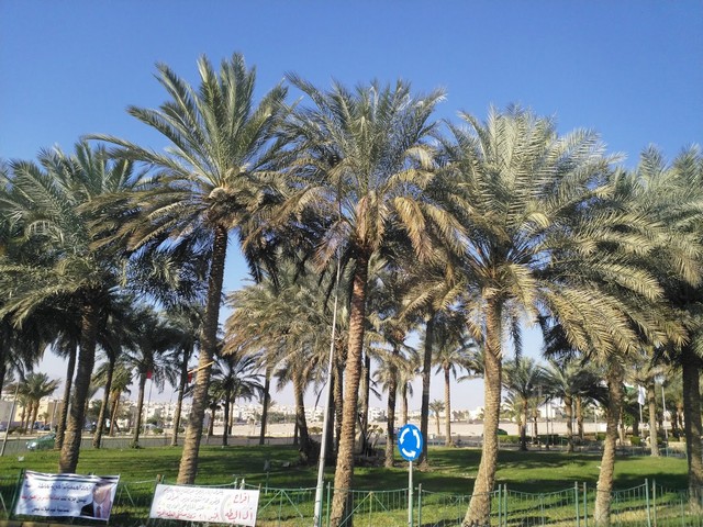 حديقة الملك عبدالله العقبة