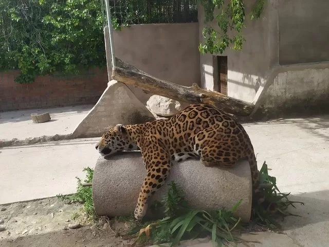 حديقة حيوان كوكي في توليدو