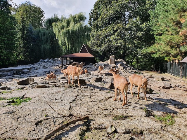 حديقة حيوان في كراكوف