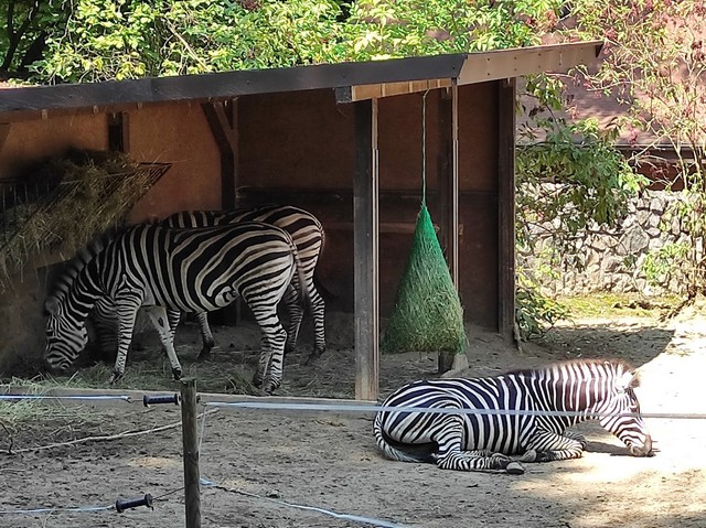 حديقة حيوان في كراكوف