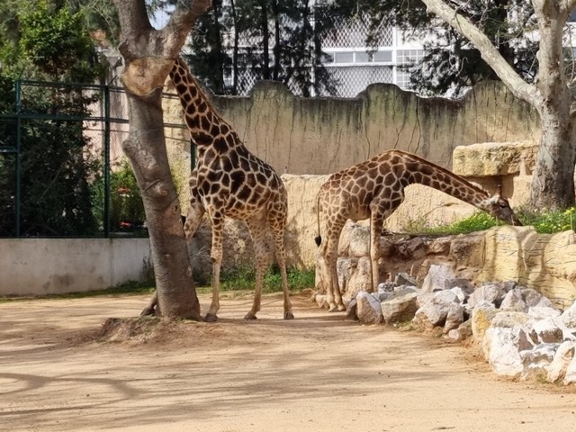 أفضل 11 نشاط مُتاح في حديقة حيوان لشبونة