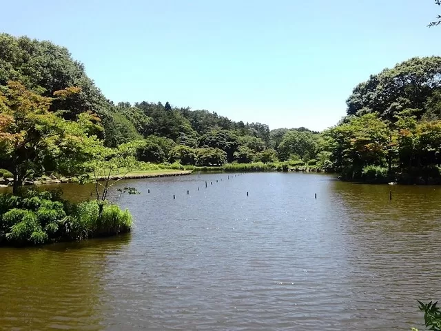 غابة ماكيغاهارا تشيبيكو في يوكوهاما