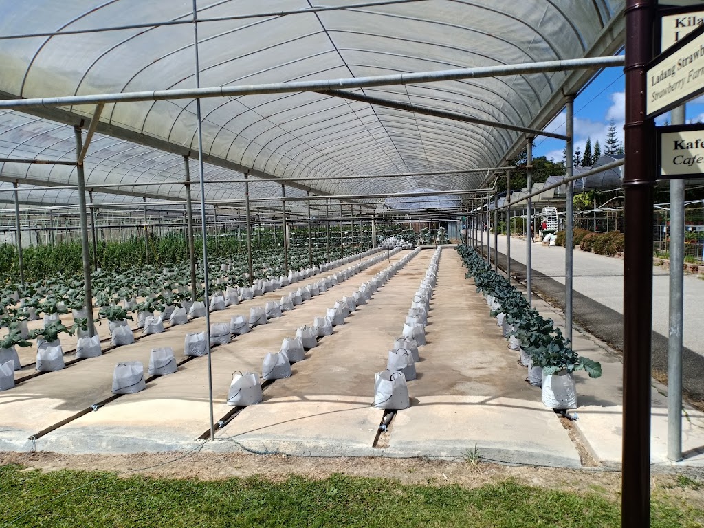 حديقة ماردي للتكنولوجيا الزراعية في كاميرون هايلاند