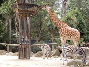8 أنشطة عند زيارة حديقة حيوان ملبورن