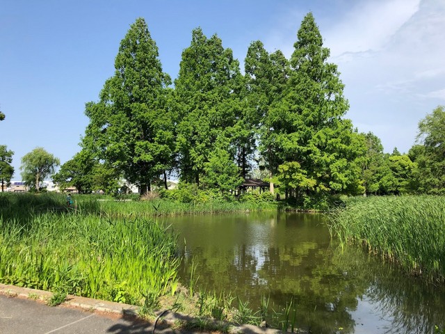 حديقة ميزوموتو في طوكيو