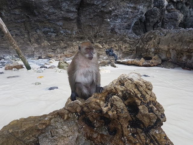شاطئ القرد كرابي
