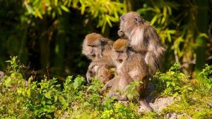 أفضل 6 أنشطة في غابة القرود في ميامي امريكا