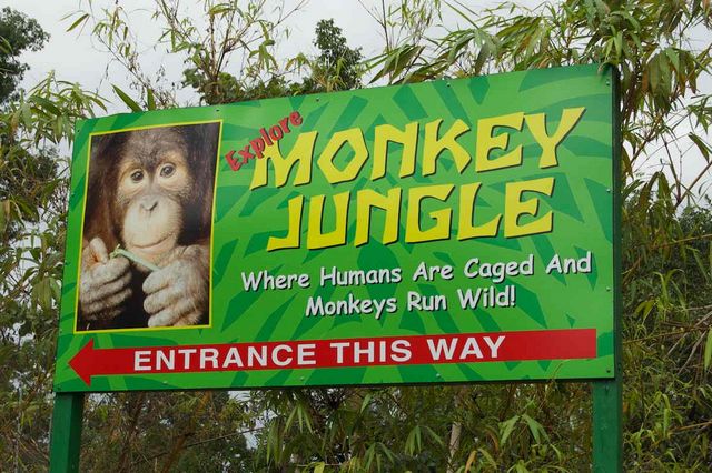 غابة القرود في ميامي