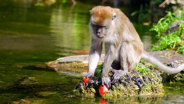غابة القرود في مدينة ميامي الامريكية