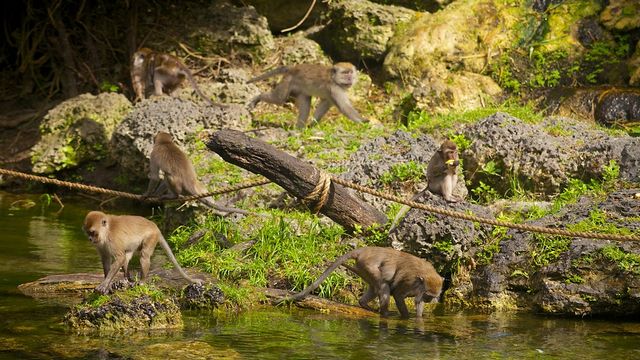 غابة القرود من اجمل اماكن السياحة في ميامي امريكا