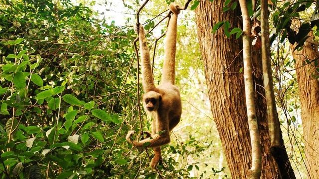 غابة القرود من افضل الاماكن السياحية في ميامي