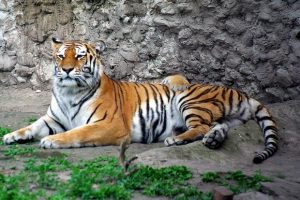 أفضل 4 أنشطة في حديقة حيوانات اوديسا اوكرانيا