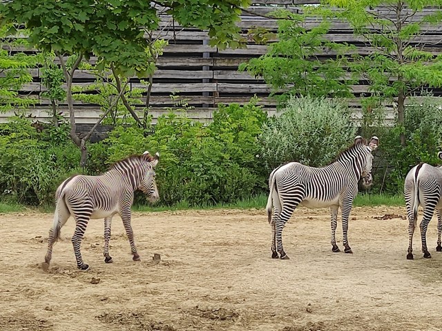 حديقة الحيوانات في باريس