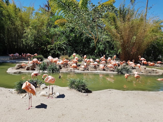حديقة حيوان سان دييغو