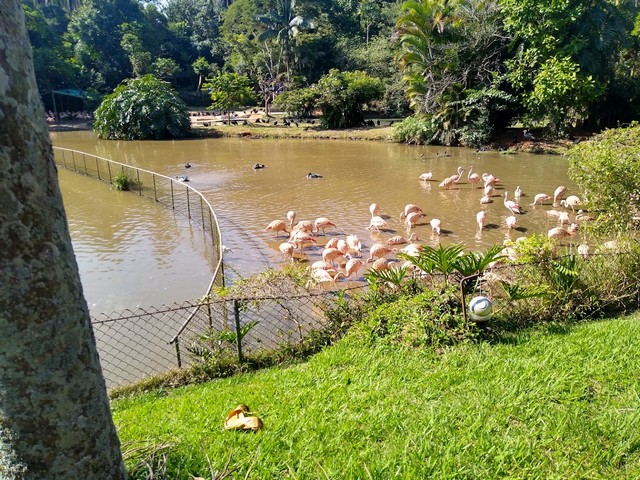 حديقة حيوان ساو باولو