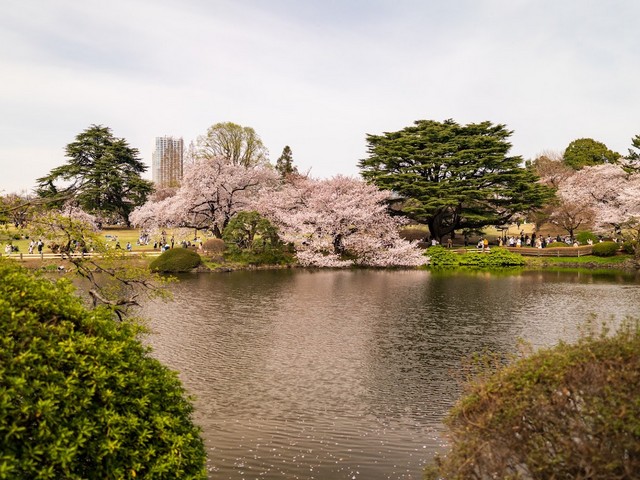 حديقة شينجوكو جيوين في طوكيو