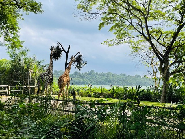 حديقة حيوانات في سنغافورة
