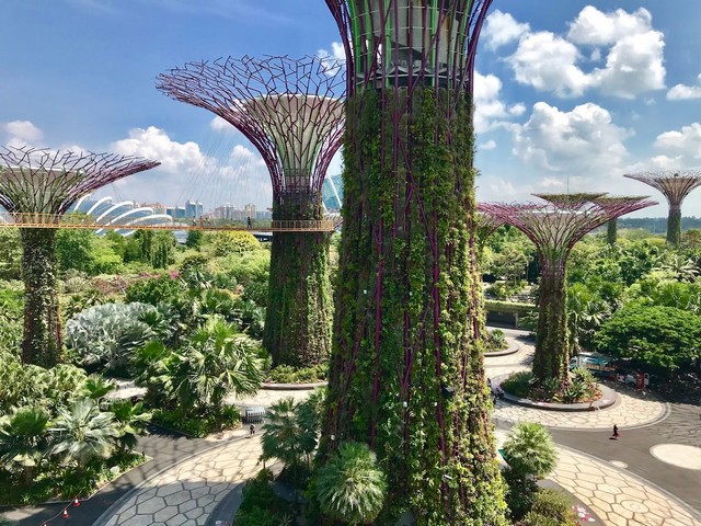 حديقة سوبرتري جروف النباتية سنغافورة