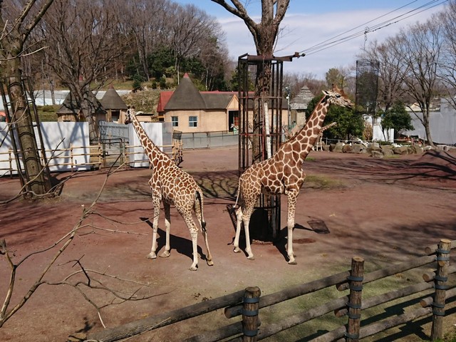 حديقة حيوان تاما طوكيو