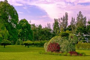 افضل 4 انشطة في حديقة الزهور في بونشاك اندونيسيا