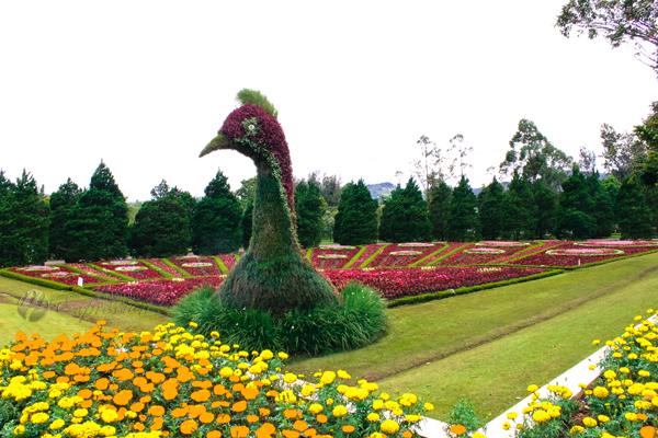حديقة الزهور من اجمل الحدائق في اندونيسيا بونشاك
