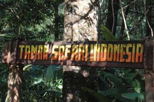 افضل 4 انشطة في حديقة سفاري بونشاك اندونيسيا