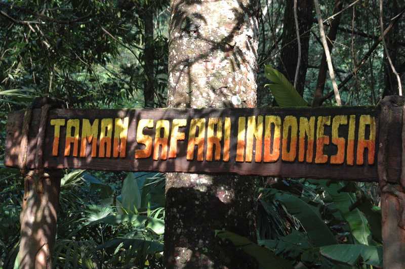 افضل 4 انشطة في حديقة سفاري بونشاك اندونيسيا