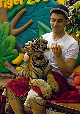 حديقة النمور من افضل الاماكن السياحية في بتايا تايلاند