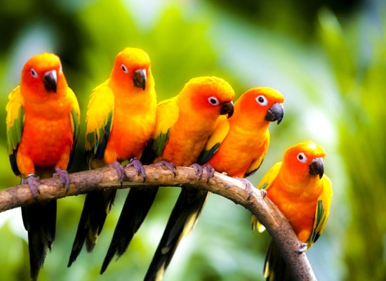 حديقة الطيور في كوالالمبور من افضل المناطق السياحية في كوالالمبور