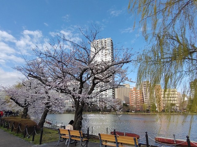 حديقة اوينو في طوكيو