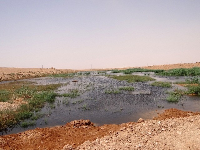 عرعر السعودية