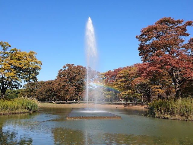 افضل الحدائق في طوكيو
